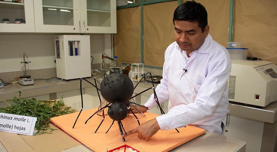 Investigador de la Facultad de Farmacia y Bioquímica busca crear un insecticida natural contra el dengue